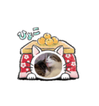 動く☆ねことも＆うちのねこ（個別スタンプ：3）