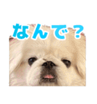 ペキニーズ みるくのスタンプ4（個別スタンプ：3）