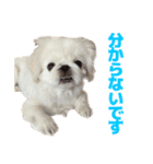 ペキニーズ みるくのスタンプ4（個別スタンプ：4）