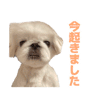 ペキニーズ みるくのスタンプ4（個別スタンプ：9）