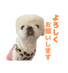 ペキニーズ みるくのスタンプ4（個別スタンプ：11）