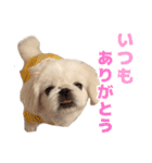 ペキニーズ みるくのスタンプ4（個別スタンプ：12）