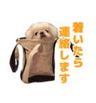 ペキニーズ みるくのスタンプ4（個別スタンプ：19）
