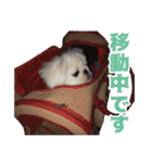 ペキニーズ みるくのスタンプ4（個別スタンプ：21）