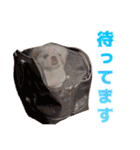 ペキニーズ みるくのスタンプ4（個別スタンプ：22）