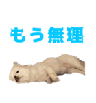 ペキニーズ みるくのスタンプ4（個別スタンプ：29）