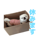 ペキニーズ みるくのスタンプ4（個別スタンプ：31）