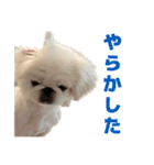 ペキニーズ みるくのスタンプ4（個別スタンプ：33）