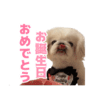 ペキニーズ みるくのスタンプ4（個別スタンプ：34）