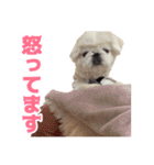 ペキニーズ みるくのスタンプ4（個別スタンプ：37）