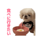ペキニーズ みるくのスタンプ4（個別スタンプ：38）