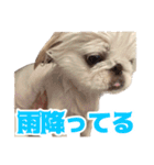 ペキニーズ みるくのスタンプ4（個別スタンプ：39）