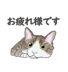猫_いろいろ（個別スタンプ：1）