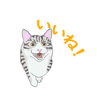 猫_いろいろ（個別スタンプ：2）