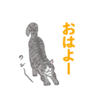 猫_いろいろ（個別スタンプ：5）