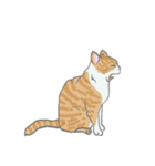 猫_いろいろ（個別スタンプ：6）