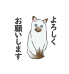 猫_いろいろ（個別スタンプ：11）