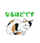猫_いろいろ（個別スタンプ：13）