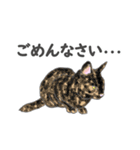 猫_いろいろ（個別スタンプ：15）