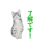 猫_いろいろ（個別スタンプ：17）