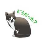 猫_いろいろ（個別スタンプ：26）