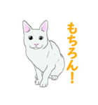 猫_いろいろ（個別スタンプ：27）