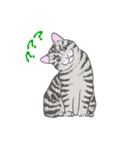 猫_いろいろ（個別スタンプ：29）