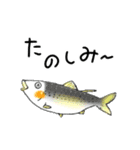 いつでも使えるお魚スタンプ（個別スタンプ：35）