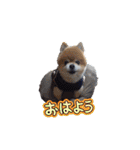 ポメラニアン、ラブの日々⑦（個別スタンプ：1）
