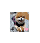 ポメラニアン、ラブの日々⑦（個別スタンプ：5）