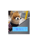 ポメラニアン、ラブの日々⑦（個別スタンプ：10）