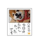 ポメラニアン、ラブの日々⑦（個別スタンプ：11）