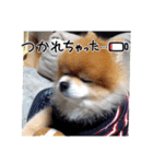 ポメラニアン、ラブの日々⑦（個別スタンプ：12）