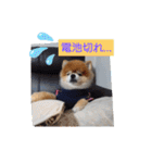 ポメラニアン、ラブの日々⑦（個別スタンプ：16）