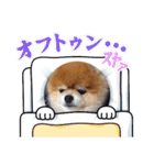 ポメラニアン、ラブの日々⑦（個別スタンプ：17）