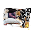 ポメラニアン、ラブの日々⑦（個別スタンプ：20）