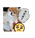 ポメラニアン、ラブの日々⑦（個別スタンプ：21）