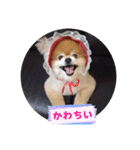 ポメラニアン、ラブの日々⑦（個別スタンプ：22）