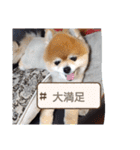 ポメラニアン、ラブの日々⑦（個別スタンプ：23）