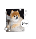 ポメラニアン、ラブの日々⑦（個別スタンプ：27）