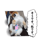 ポメラニアン、ラブの日々⑦（個別スタンプ：30）
