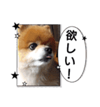 ポメラニアン、ラブの日々⑦（個別スタンプ：31）