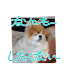 ポメラニアン、ラブの日々⑦（個別スタンプ：32）