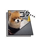 ポメラニアン、ラブの日々⑦（個別スタンプ：39）