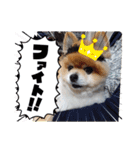 ポメラニアン、ラブの日々⑦（個別スタンプ：40）