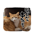 はんぽてむー（個別スタンプ：10）