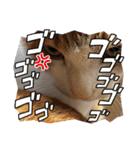 はんぽてむー（個別スタンプ：12）