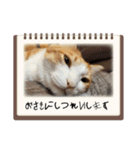 はんぽてむー（個別スタンプ：13）