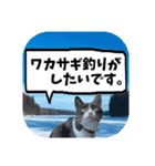 爆釣！ワカサギ釣り大好き猫エレのスタンプ（個別スタンプ：1）