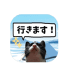 爆釣！ワカサギ釣り大好き猫エレのスタンプ（個別スタンプ：3）